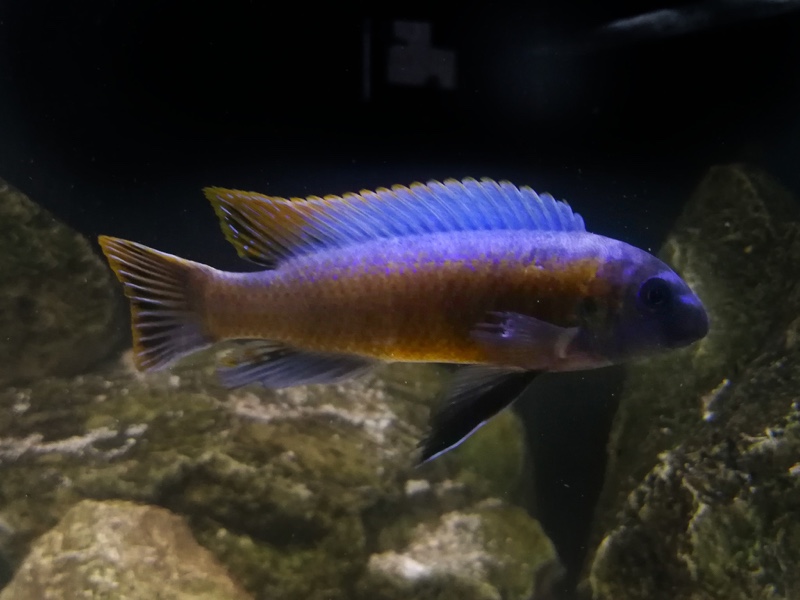 Labeotropheus trewavasae 'Makankha Reef'